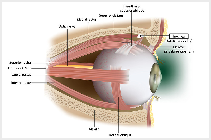 Inflammation of the Trochlea as a Trigger for Cluster Headaches: A Study Is Urgently Needed!